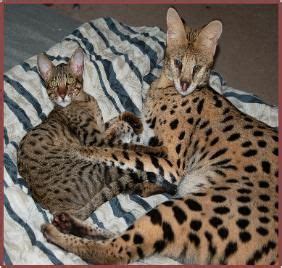 We take great pride in our breeding programs and the development of their personality! florida bengal savannah cat kitten | Cats and kittens ...