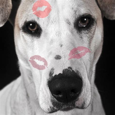 Lilburn Pet Sitter Talks About Why Dog Kisses Might Not Be Good