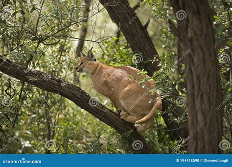 Caracal Caracal Caracal Adult Standing On Branch Namibia Stock Photo
