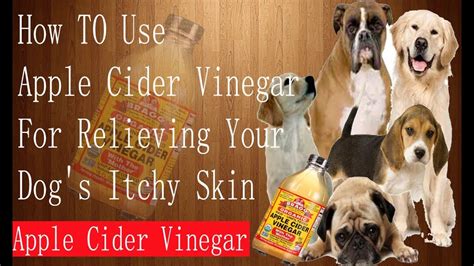 How To Use Apple Cider Vinegar For Relieving Your Dogs Itchy Skin
