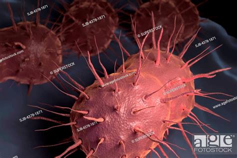 Neisseria Gonorrhoeae The Bacterium Responsible For The Sexually Transmitted Infection