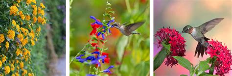 Attract Hummingbirds To Your Garden Az Summerwinds Nursery