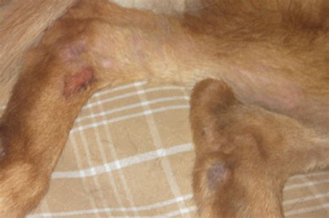 Do they constantly scratch or lick themselves? scaly skin and fur missing - German Shepherd Dog Forums