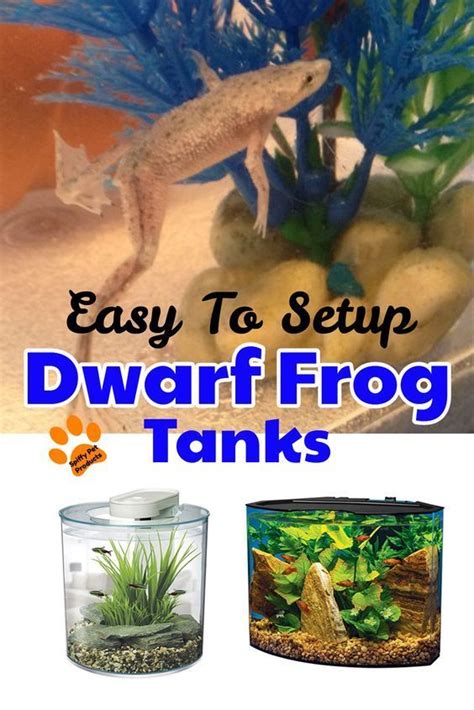 • although these frogs can be kept with some docile tropical fish, african dwarf frogs are not usually aggressive eaters, so care must be taken to ensure the fish do not eat all the food. Best DIY African Dwarf Frog Tank Setup For 2020! - Spiffy ...