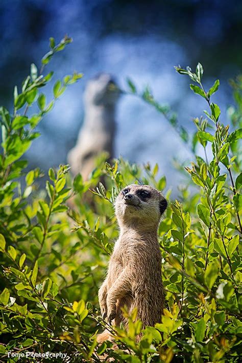 17 Best Images About Meerkats Marmots Martens Weasels