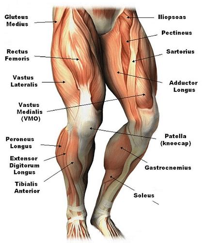 Leg Muscles Definition And Parts