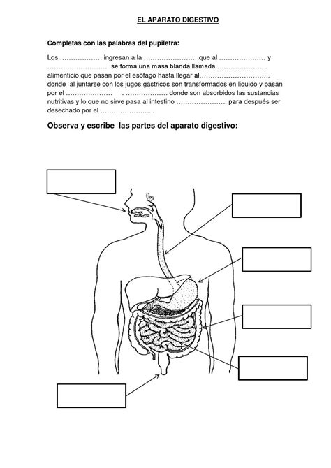10 Dibujo Del Sistema Digestivo Para Niños
