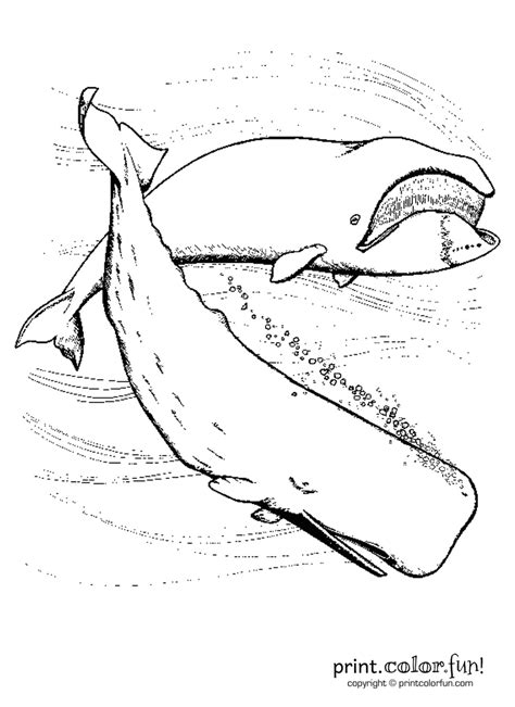 Whale for adult coloring book. Whales in the ocean coloring page - Print. Color. Fun!
