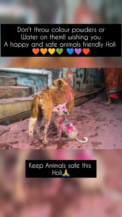 Dont Throw Colour And Water On Them 🙏 Keep Animals Safe This Holi