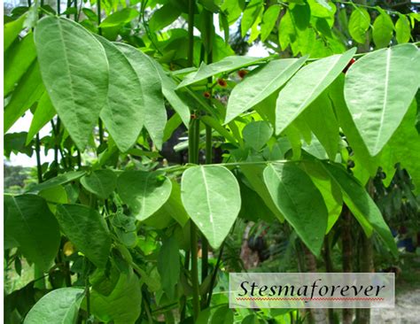 All senduduk scientific name photo gallery. LI NA HERBS: CEKUR MANIS