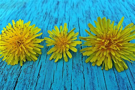 Free Images Dandelion Leaf Flower Petal Wild Spring Green