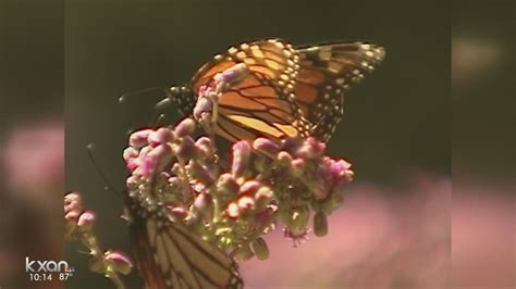 Lawmakers To Study Declining Monarch Butterfly And Bee Populations
