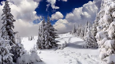 Papel De Parede Rvores Natureza Inverno Congelando Rvore Montanha Clima Esta O