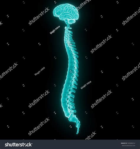 Human Brain Spinal Cord Part Human Stock Illustration 593085014