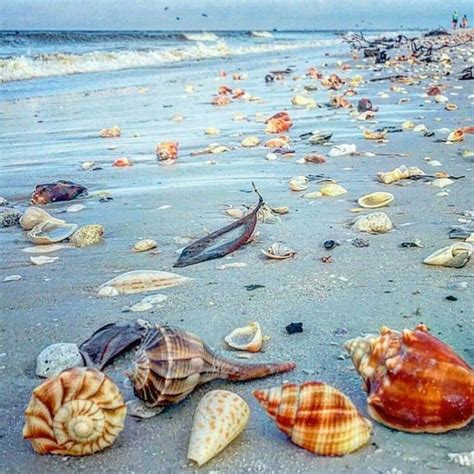 Fort Meyers Beach Florida Fort Myers Beach Sea Shells