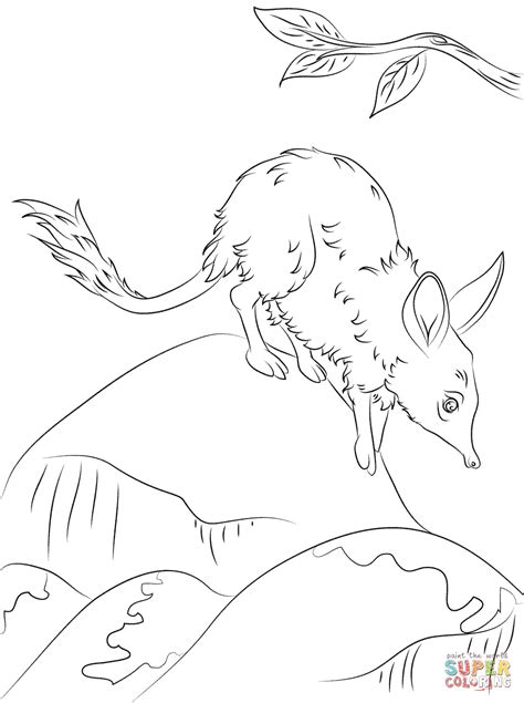 Cute Greater Bilby Coloring Page Free Printable Coloring Pages