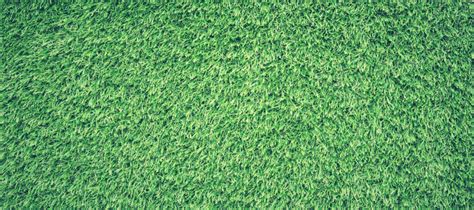 This seller is out of the zoysia tenuifolia grass seeds and will send you zoysia. Which Zoysia Grass Type Is Right For My Lawn? | ABC Blog ...