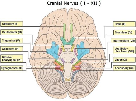 cranial nerves unit 4 diagram quizlet