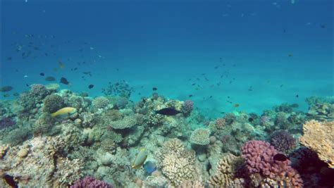 Beautiful Underwater Landscape With Fish Swim Among Corals