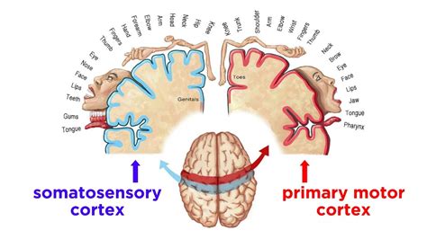 The Sensorimotor System And Human Reflexes Youtube