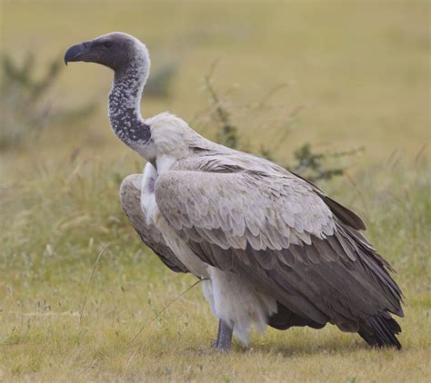 Facts About Vultures