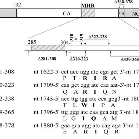 Schematic Representations Of Wild Type And Mutant Hiv Expression