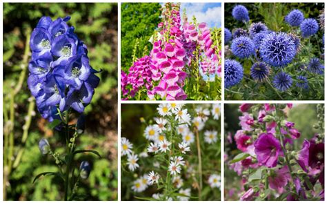 17 Tall Growing Perennials That Will Add Depth And Beauty To Your
