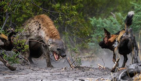 1 Incredibly Savage Hyena Throws Down With 14 Wild Dogs Caught On Video
