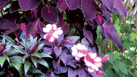 For example, plant perennials for full sun in. Shade Plants: Make Low-Light Gardens Pop With Color ...
