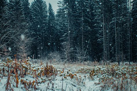 Forest Winter Snowfall Free Photo On Pixabay
