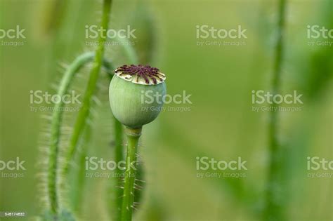 Kepala Biji Poppy Foto Stok Unduh Gambar Sekarang Alam Britania