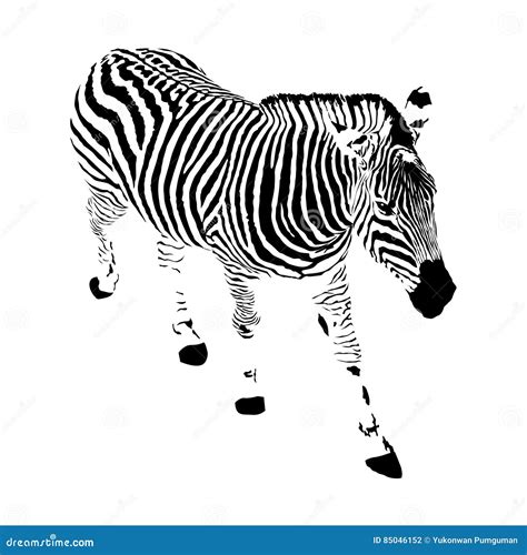Illustration Of Realistic Zebra Isolated Vector Black Tattoo A Stock