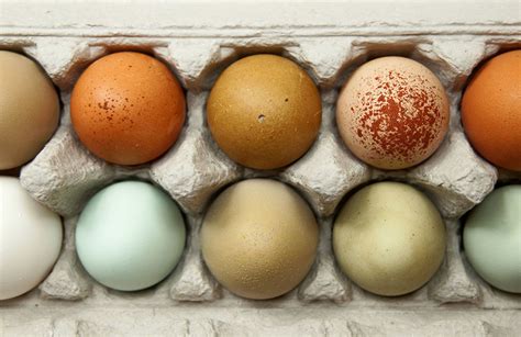 Pourquoi les poules pondent elles des œufs de couleurs différentes