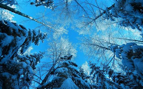冬季树林的雪松雪景桌面壁纸 壁纸图片大全