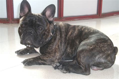 See more of merle french bulldog on facebook. Mini French Bulldog- Meet a big dog in a tiny body ...