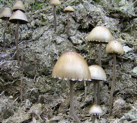 Psilocybin Mushrooms Growing In Horse Manure All Mushroom Info