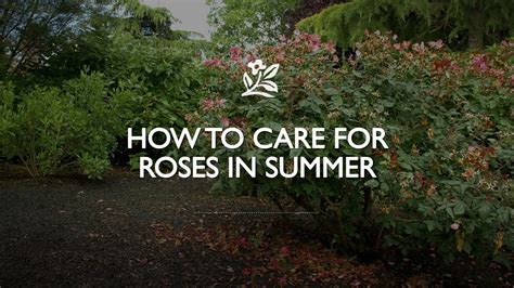 How To Care For Roses In The Summer Youtube