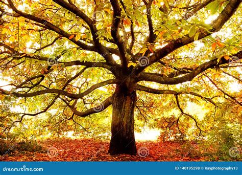 Large Autumn Oak Tree London England Stock Photo Image Of Trees