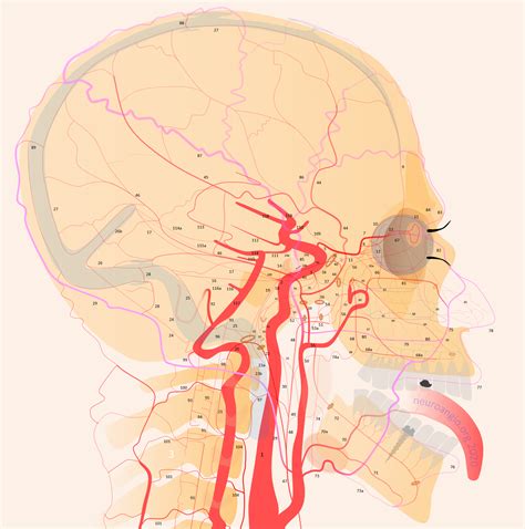 Occipital Artery Branches