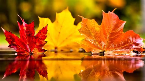 Three Coloured Autumn Leaves In The Mirror Of Water Wallpaper Download