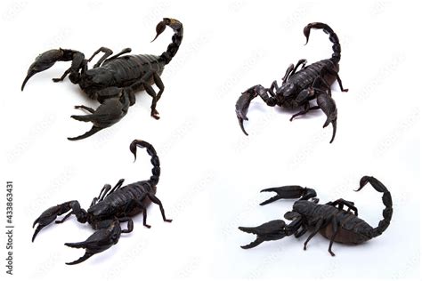Emperor Scorpion Scorpion Collection In On White Background Stock