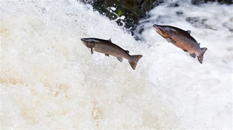 Maine Conservation Groups Want Salmon Listed Endangered Species List