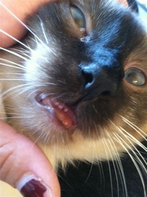 49 Top Photos Cat Bottom Lip Sore Do Cats Have Lips Quora