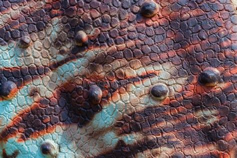 Texture Dinosaur Skin Stock Photos Download 597 Royalty Free Photos