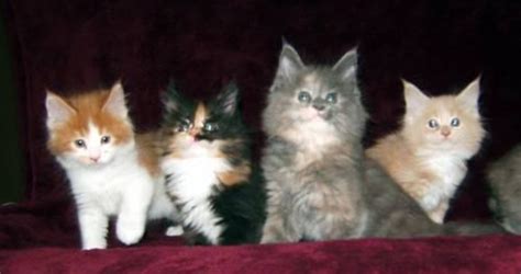You are welcome to fill out and submit the application below. Registered Maine Coon Kittens Available Now! Only 2 left ...