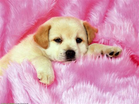 Cute Dogs And Puppies Wallpapers - Wallpaper Cave