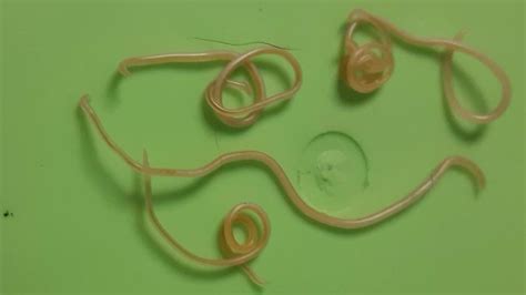 Roundworms In Dogs And Cats