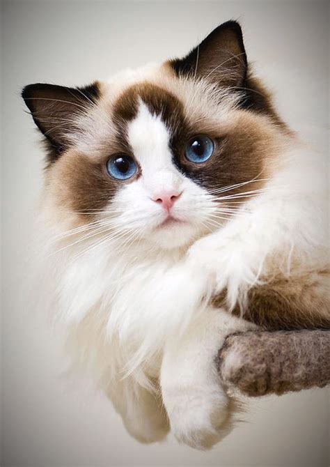 Discover The Beauty Of The Ragdoll Cat Hubpages