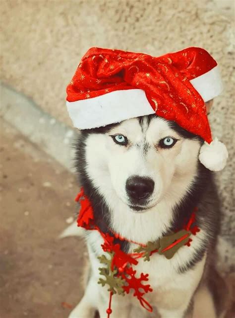 Christmas Husky Dog Wallpaper Pets Lovers
