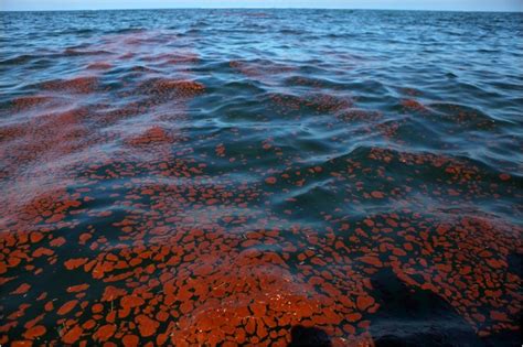 Is Bp At Fault For The Deepwater Horizon Spill The New York Times